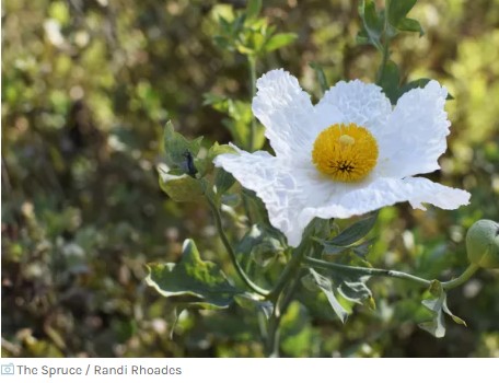 Tree Poppy